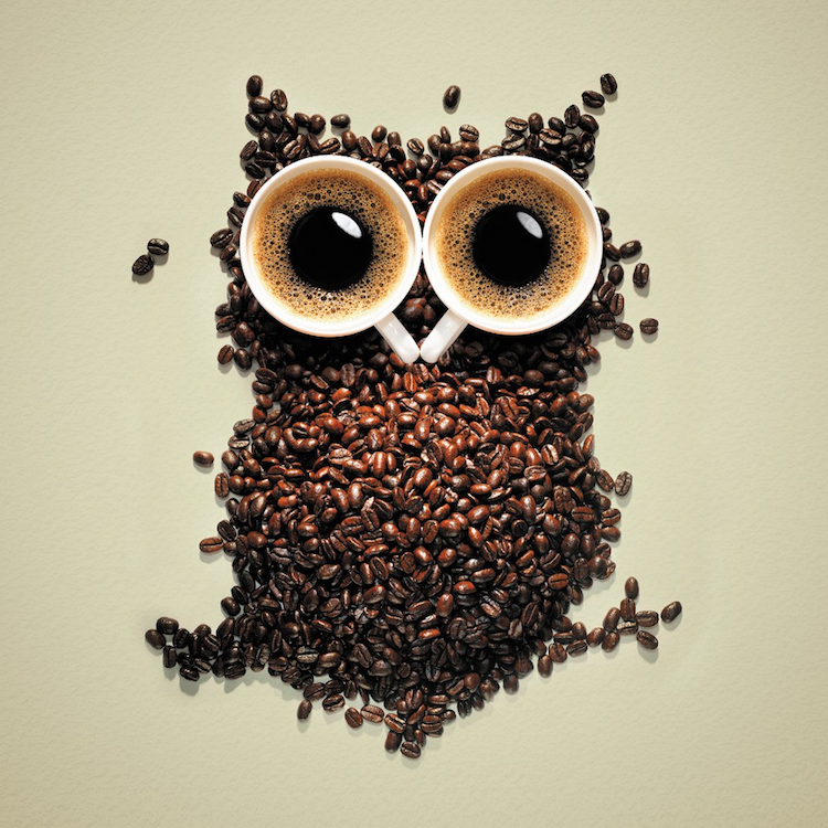 Owl illustration